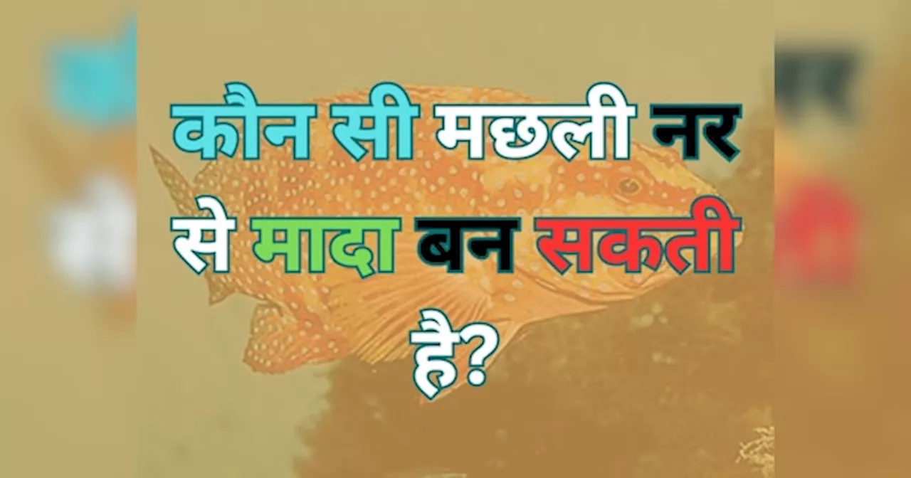 GK Quiz: कौन सी मछली नर से मादा बन सकती है, पक्का नहीं पता होगा नाम?