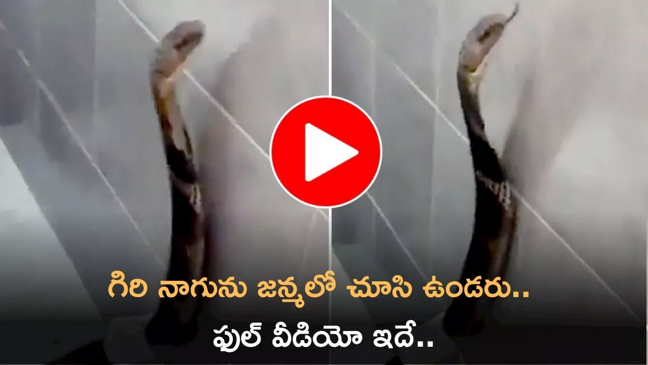 King Cobra Video: బాప్‌రే ఇలాంటి గిరి నాగును జన్మలో చూసి ఉండరు.. ఫుల్‌ వీడియో ఇదే..