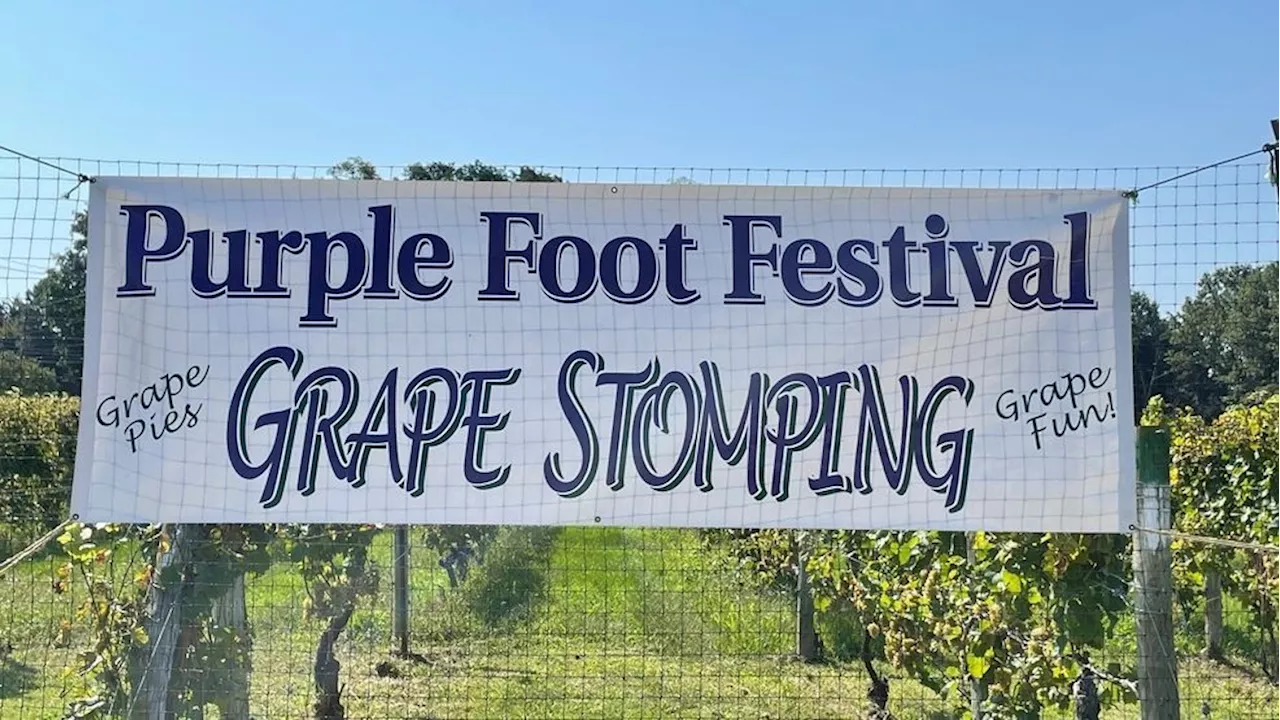 Casa Larga Vineyards hosts its 28th annual grape stomping festival