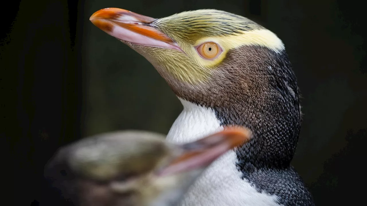 Yellow-Eyed Penguin Wins New Zealand's Bird of the Year