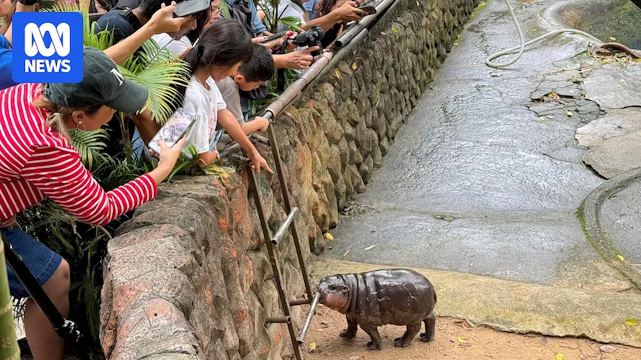 Who is Moo Deng? The viral pygmy baby hippo who's amassed a legion of fans across social media