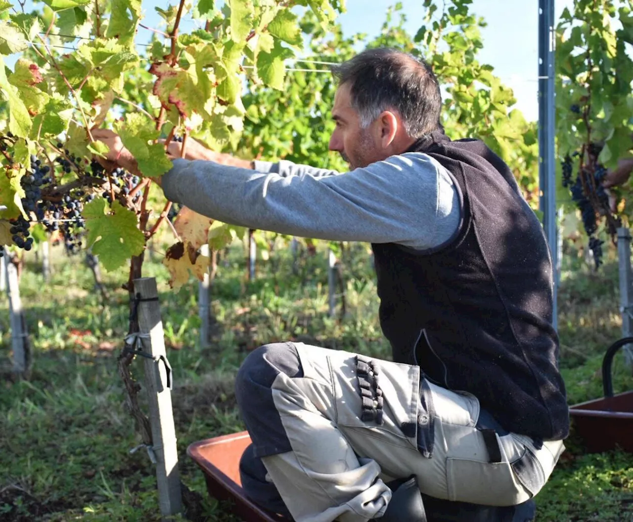 Ce château de Gironde propose des vendanges comme autrefois