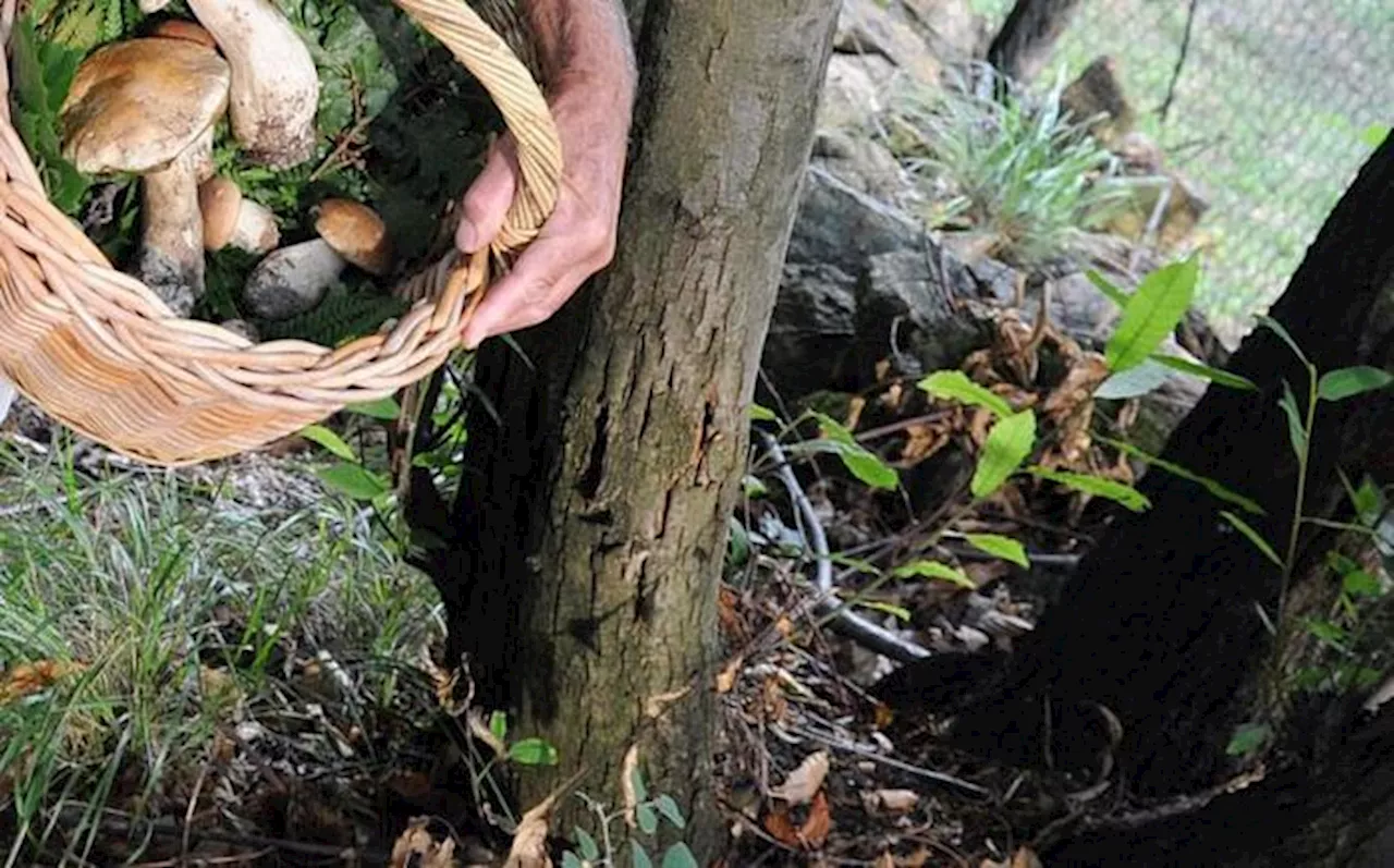 Fine settimana tragico per i cercatori di funghi,4 morti