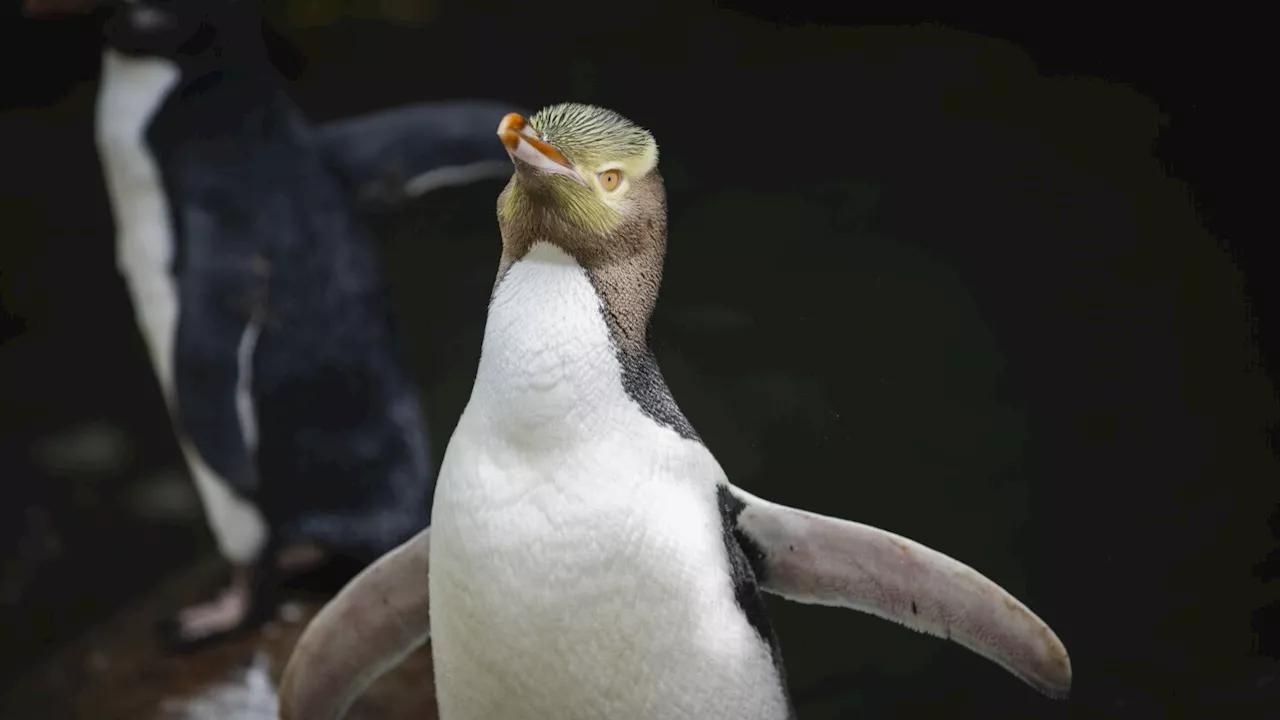 Yellow-Eyed Penguin Crowned New Zealand's Bird of the Year