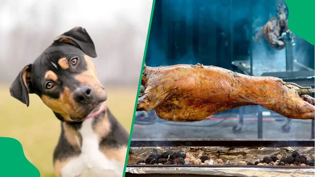 Man Mistakes Neighbour Spit Roasting Lamb for Dog After Cat Goes Missing