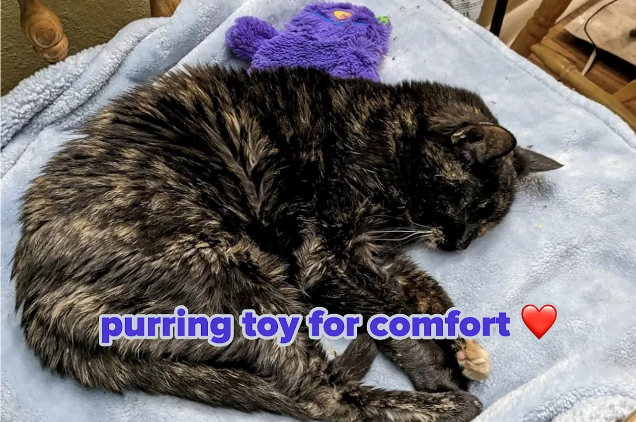 Just 24 Things That Your Elderly Cat Will Thank You For Buying