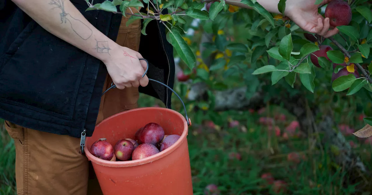 Apple picking season off to ripe start at New Jersey and New York farms