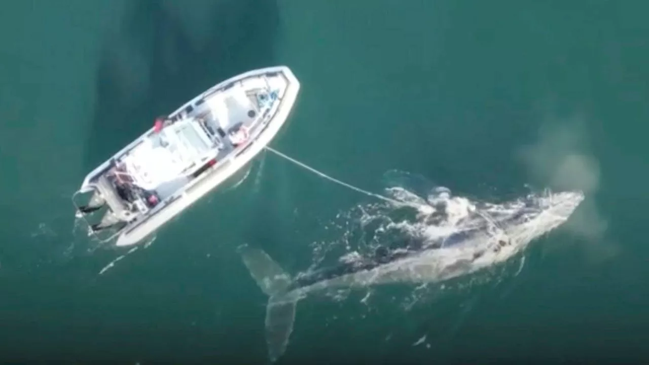 Knölval räddades ur fiskeskräp – spöknät stort problem i haven