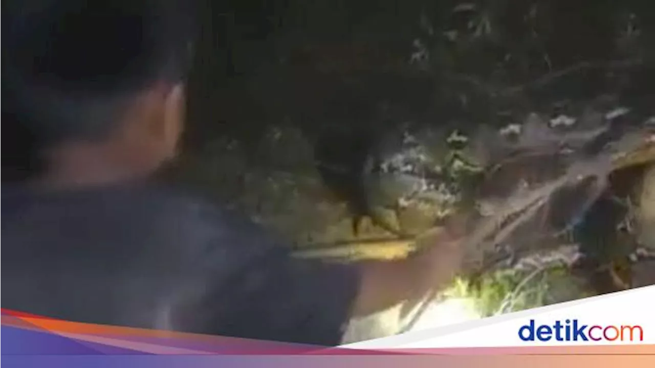 Detik-detik Bocah Enrekang Tangkap Ular Piton 7 Meter Bermodalkan Seutas Tali