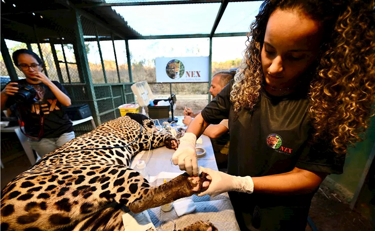 Refugios atienden a jaguares heridos tras incendios en Brasil; cambio climático causa sequía histórica, revelan expertos