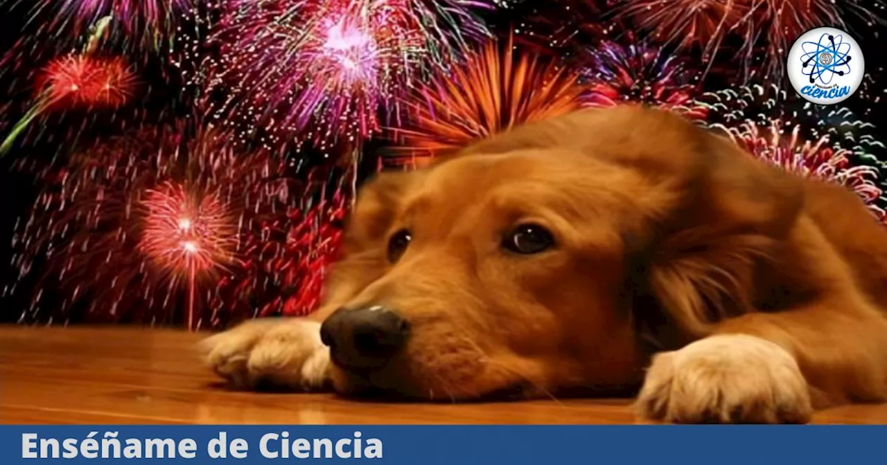 15 de septiembre: ¿Por qué a los perritos les afectan tanto los fuegos artificiales?