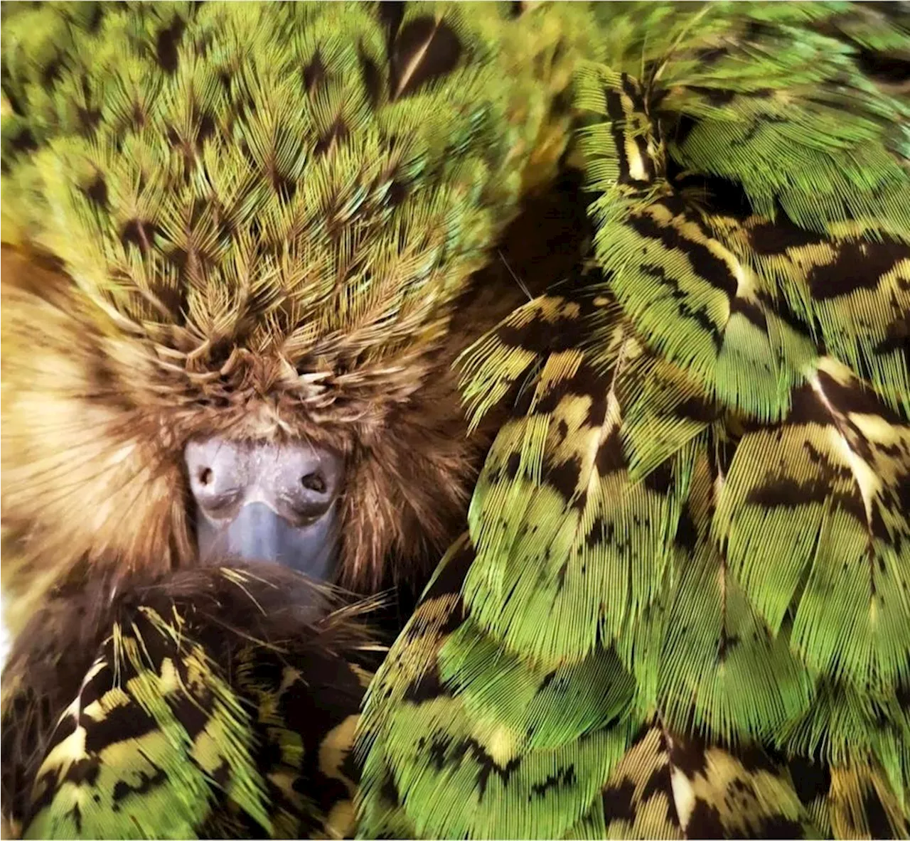 Genome Sequencing Shows Kākāpō Evolved Two Plumage Colors To Evade Predators