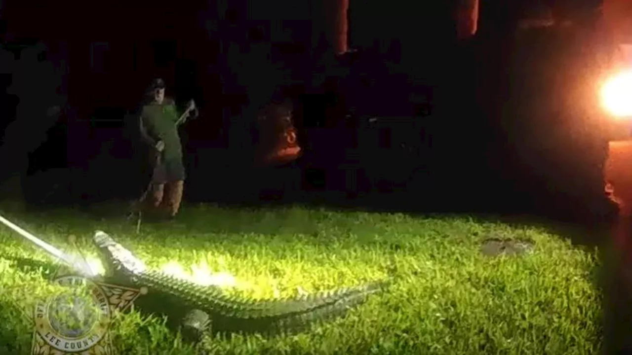 Florida Deputies Wrangle 8-Foot Alligator From Resident's Yard