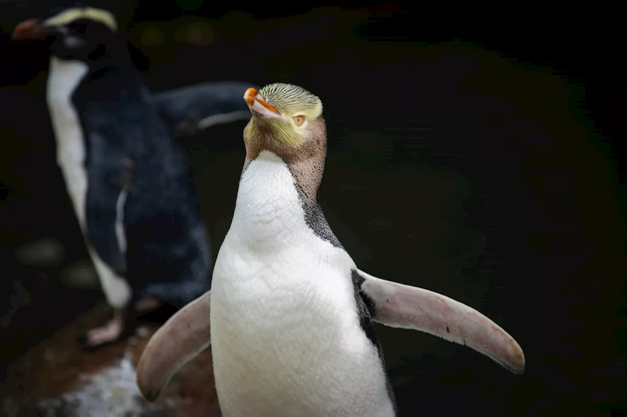 Yellow-Eyed Penguin Wins New Zealand's Bird of the Year Vote