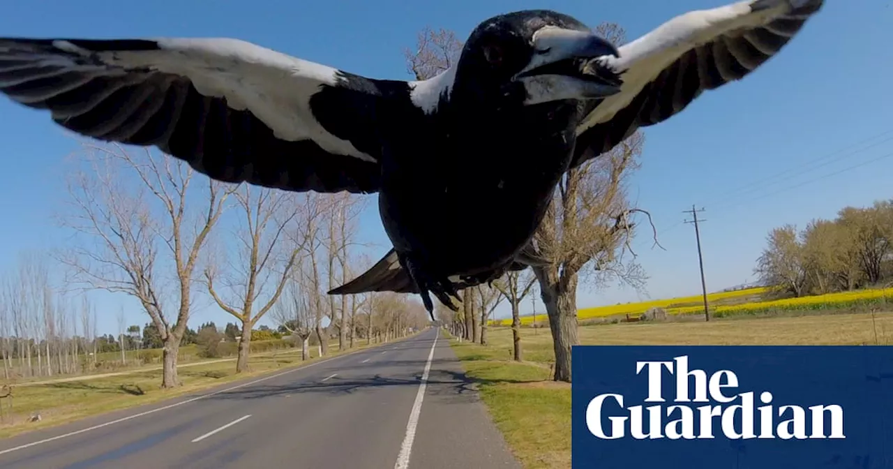 Party hats and 'magpie etiquette': the secrets to avoiding Australian bird attacks