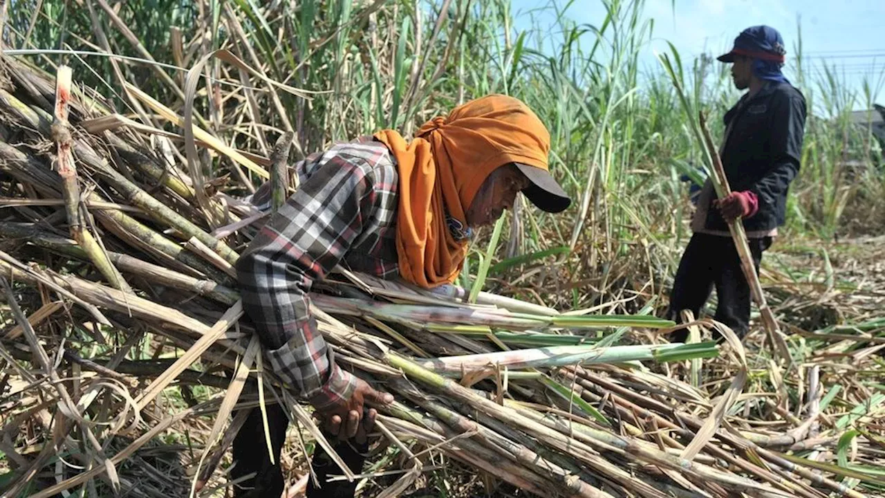 Gula Petani Laku Tinggi, Tembus Rp 15.190 Per Kilogram