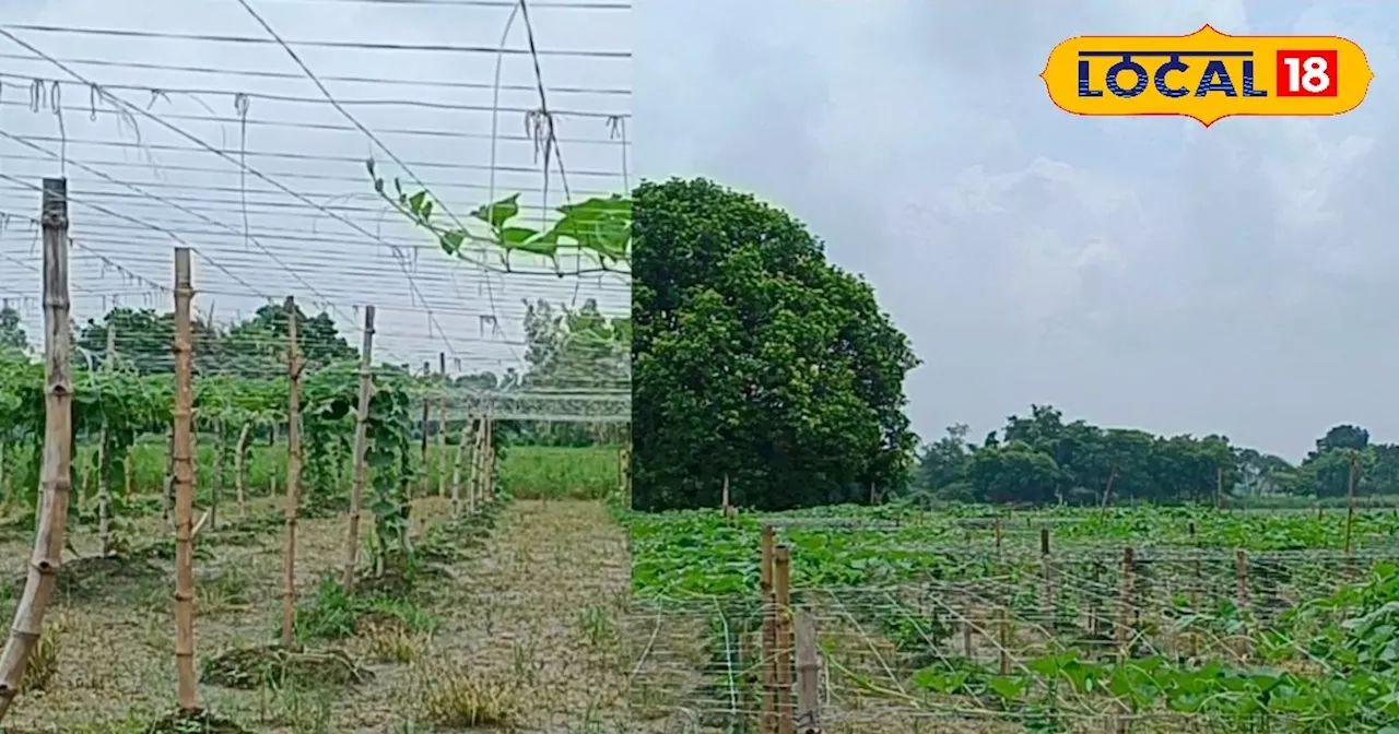 Farming Tips: मचान विधि से सब्जियों की खेती कर किसान बन सकते हैं मालामाल, जानें क्या है तरीका