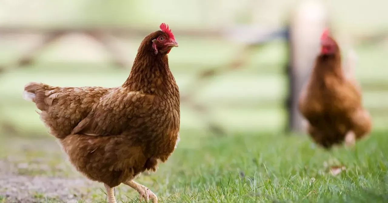 First Human Case Of H5 Bird Flu With No Known Animal Contact Recorded