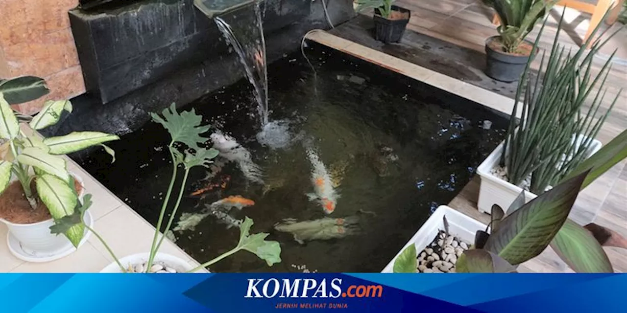 8 Tips Membuat Kolam Ikan Mini di Taman Kecil