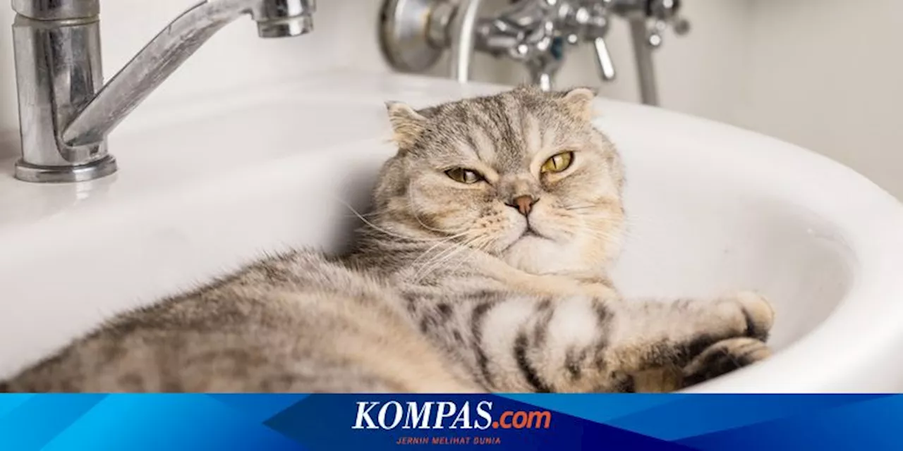 Ciri-ciri Kucing Sedang Bosan dan Cara Mengatasinya