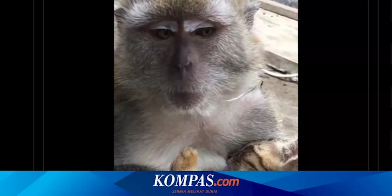 Viral Video Monyet Menyusui Kucing, Pakar: Terjadi Saat Monyet Betina 'Mengadopsi' Anak Kucing