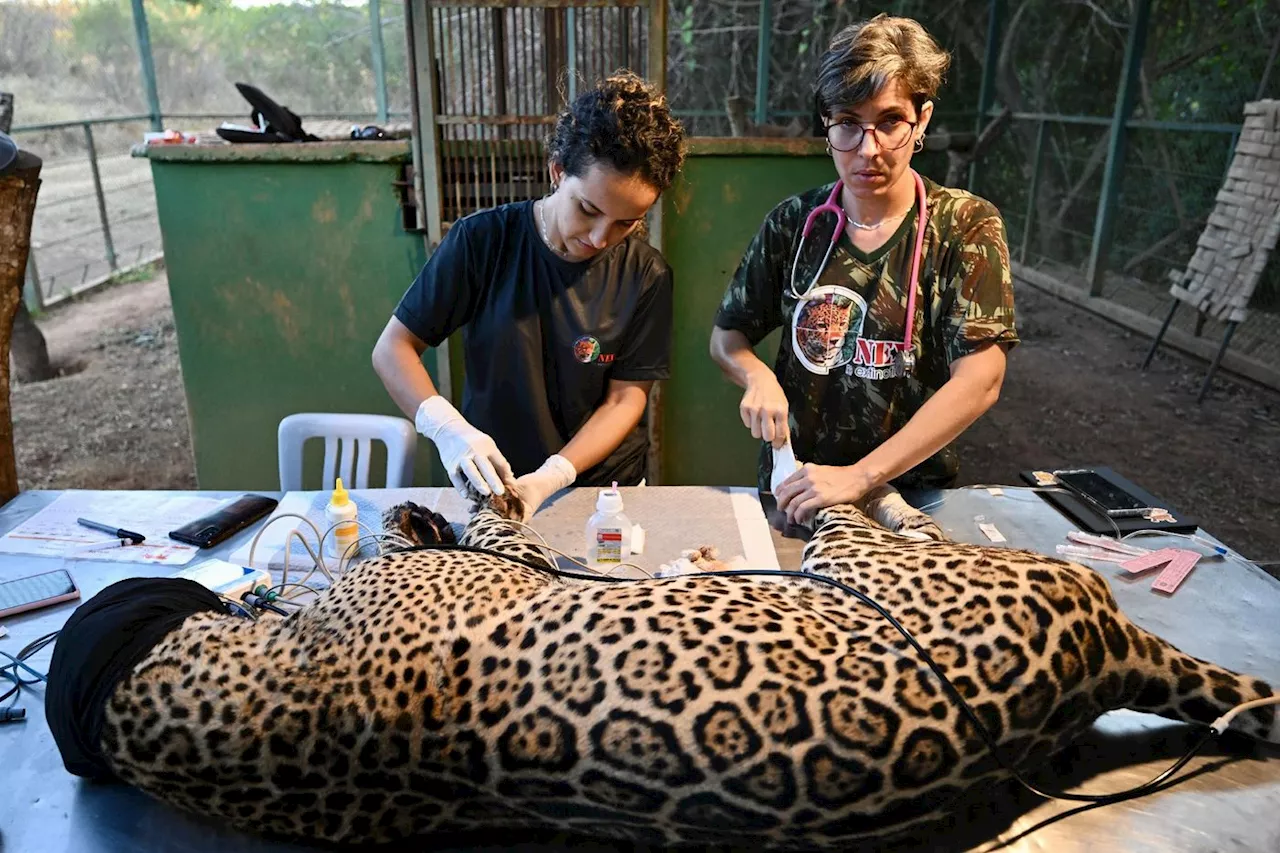 Brésil: les jaguars du Pantanal menacés par les incendies