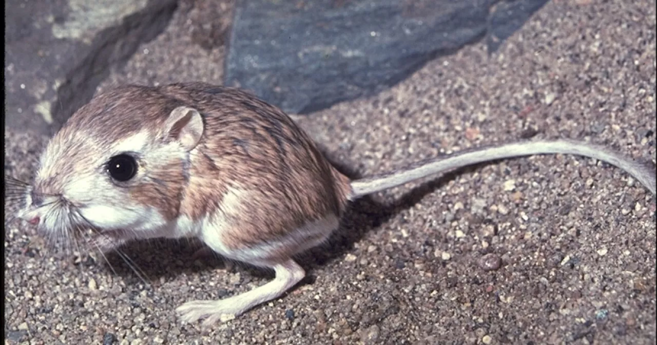 The endangered Kangaroo rat needs floods to survive. A new agreement aims to restore its SoCal habitat