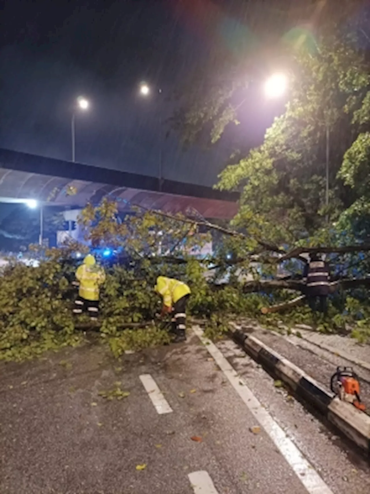 Penang city council gets to work clearing 20 fallen trees after stormy night in George Town