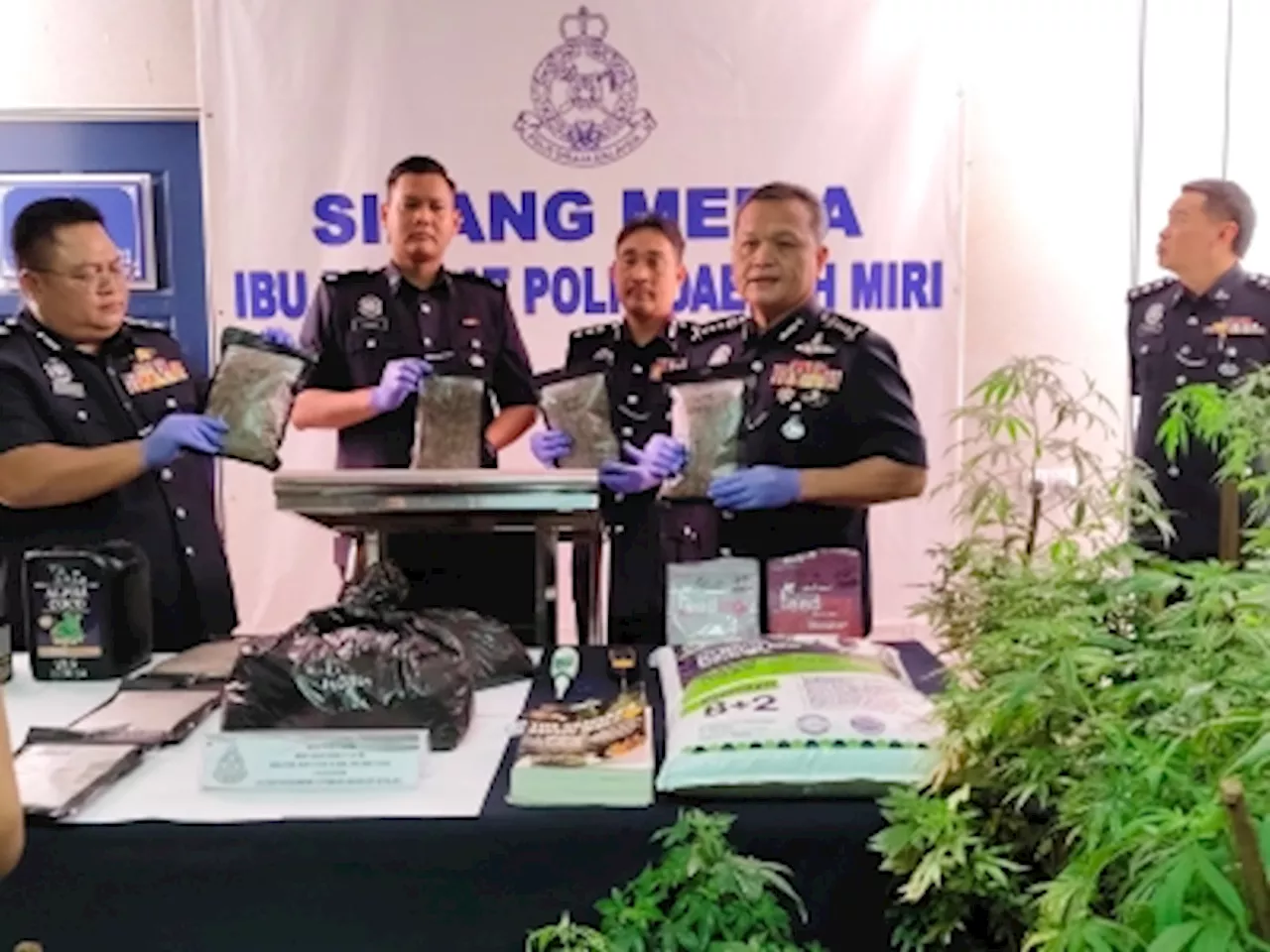 Sarawak’s largest cannabis farm bust: Two men arrested, RM3.6m worth of plants, drugs seized in Miri