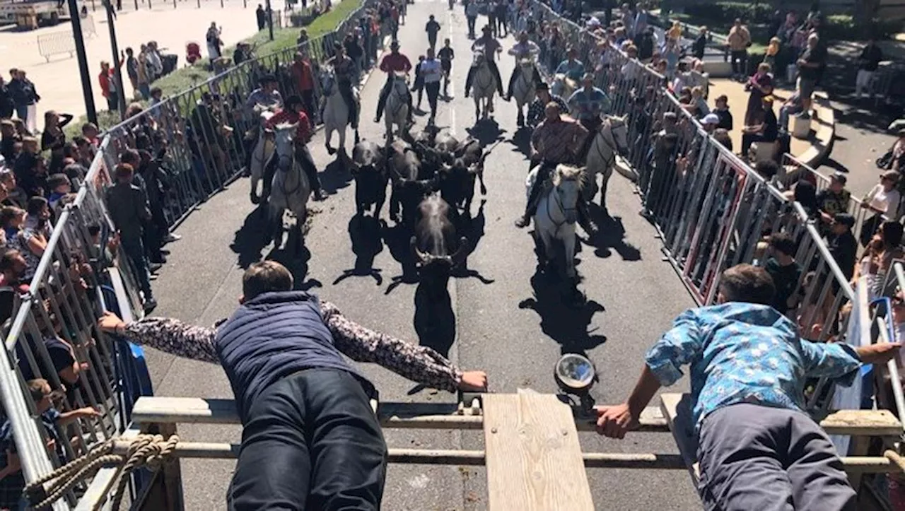 Feria des vendanges à Nîmes : sur le Jean-Jaurès, l’abrivado de clôture rassemble la foule