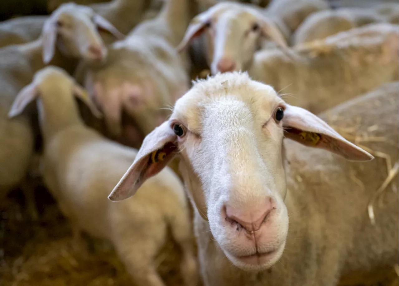 Blauzungenkrankheit breitet sich weiter in Bayern aus