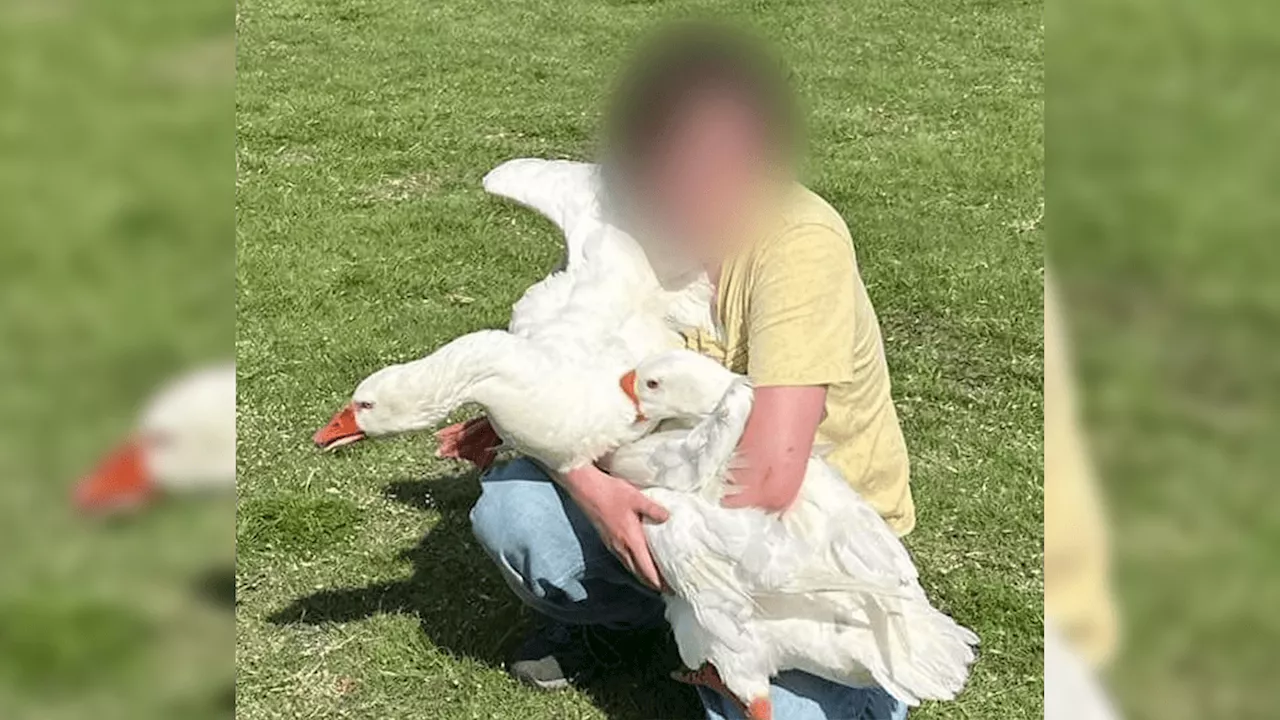 Beloved geese reunited after being stolen from North Texas park