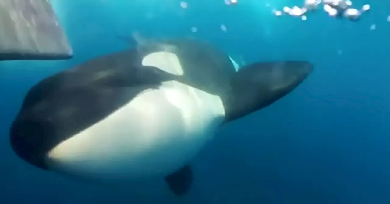 Orcas 'Playing' with Boats in the Strait of Gibraltar Spark Fear