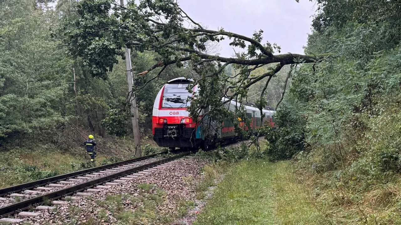 Bezirk Horn: Baum auf Zug, Feuerwehr im Dauereinsatz