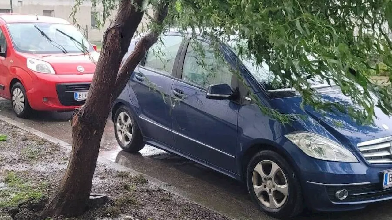 Sturm: Entwurzelter Baum drohte in Pachfurth auf Autos zu stürzen