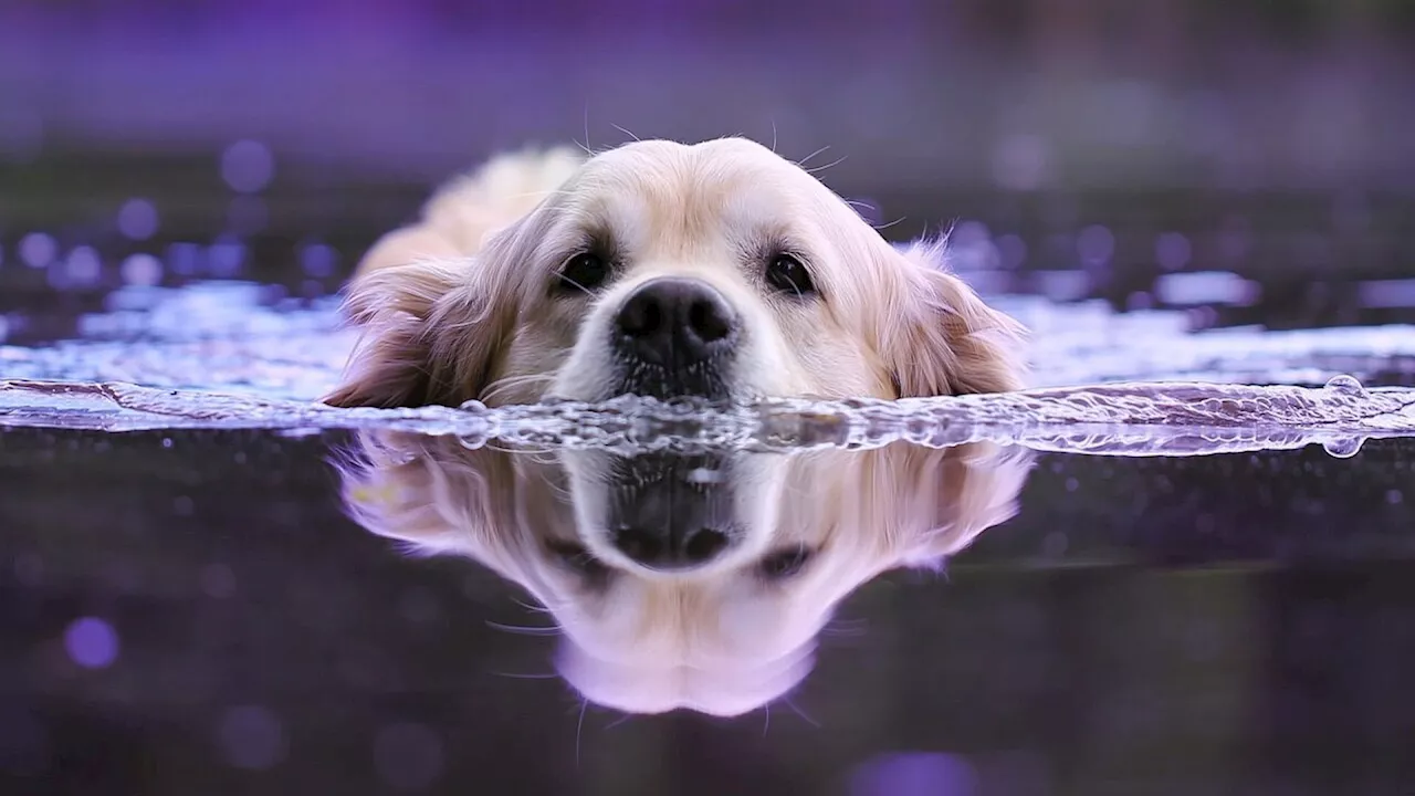 Zum Saisonende kommt das Hollabrunner Freibad auf den Hund