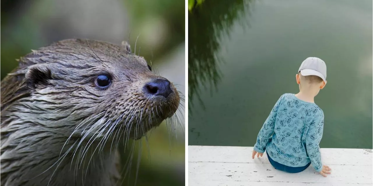 Aggressiver Otter greift an: Kind gebissen und unter Wasser gezogen