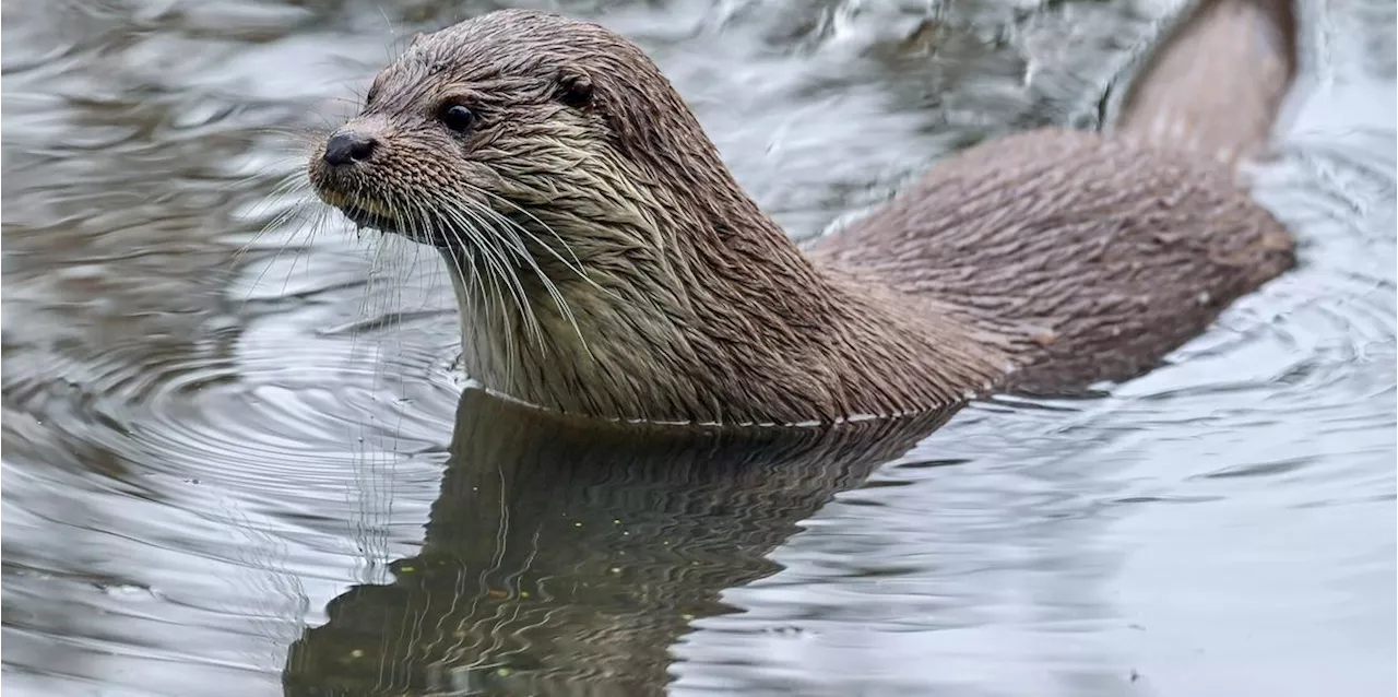 Fischotter besch&auml;ftigt Teichwirte, Flussfischer und J&auml;ger