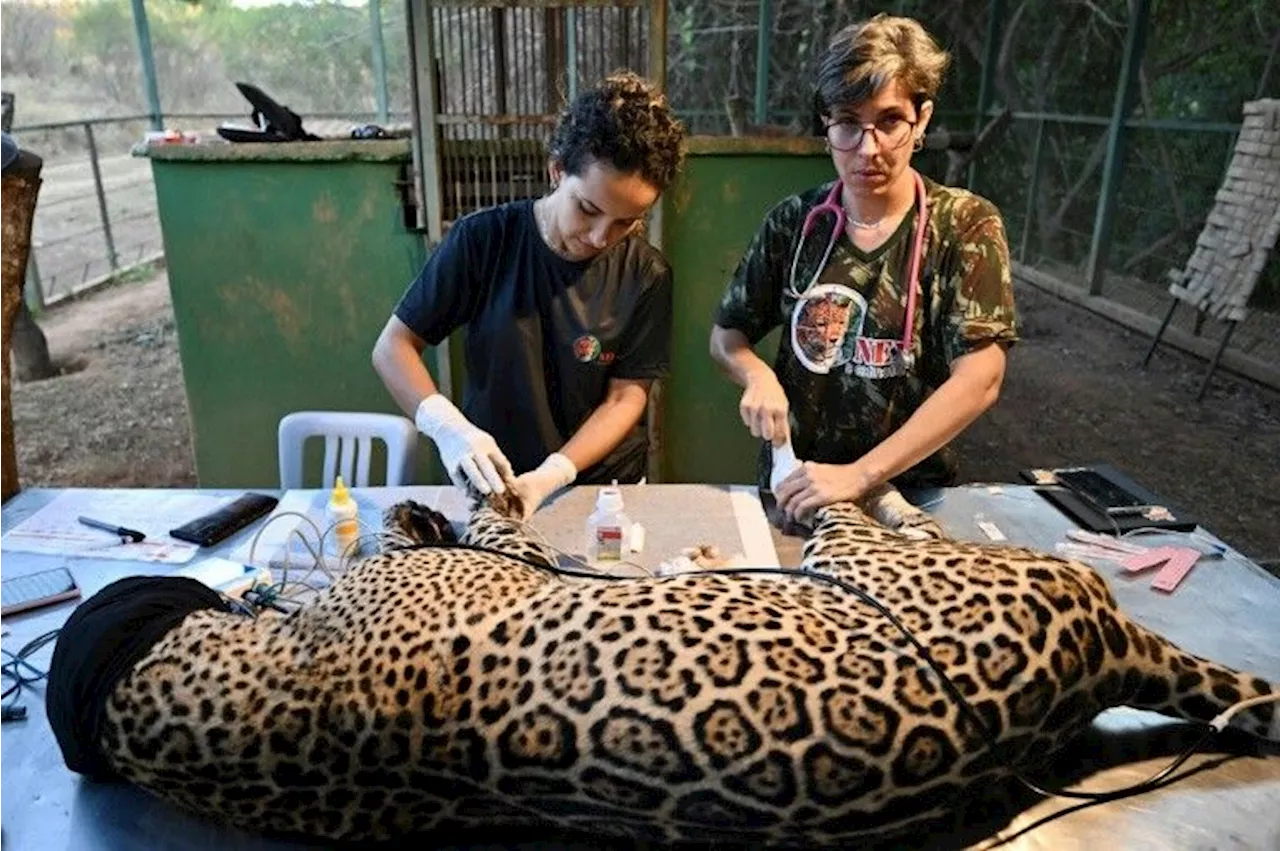 Brésil: les jaguars du Pantanal menacés par les incendies