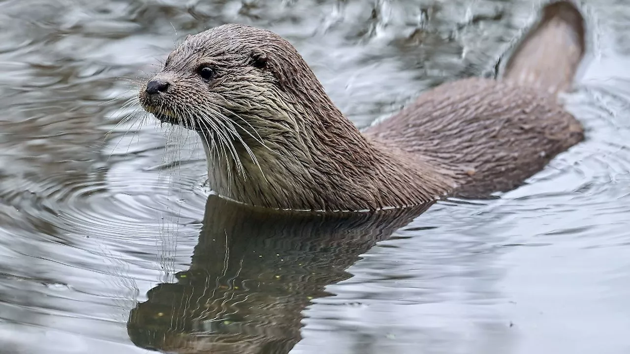 Bayern: Fischotter beschäftigt Teichwirte, Flussfischer und Jäger