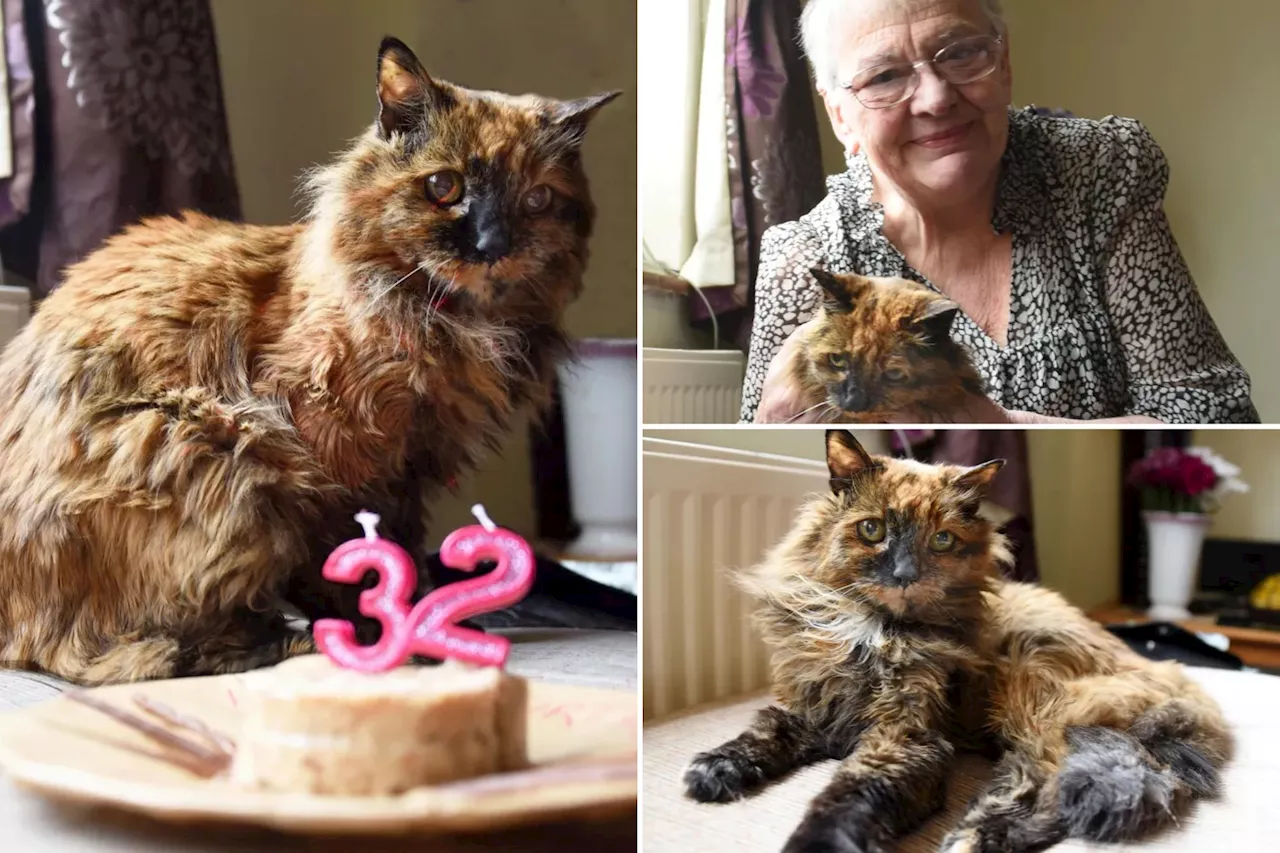 World's oldest cat dead at 33: 'We had our time together'