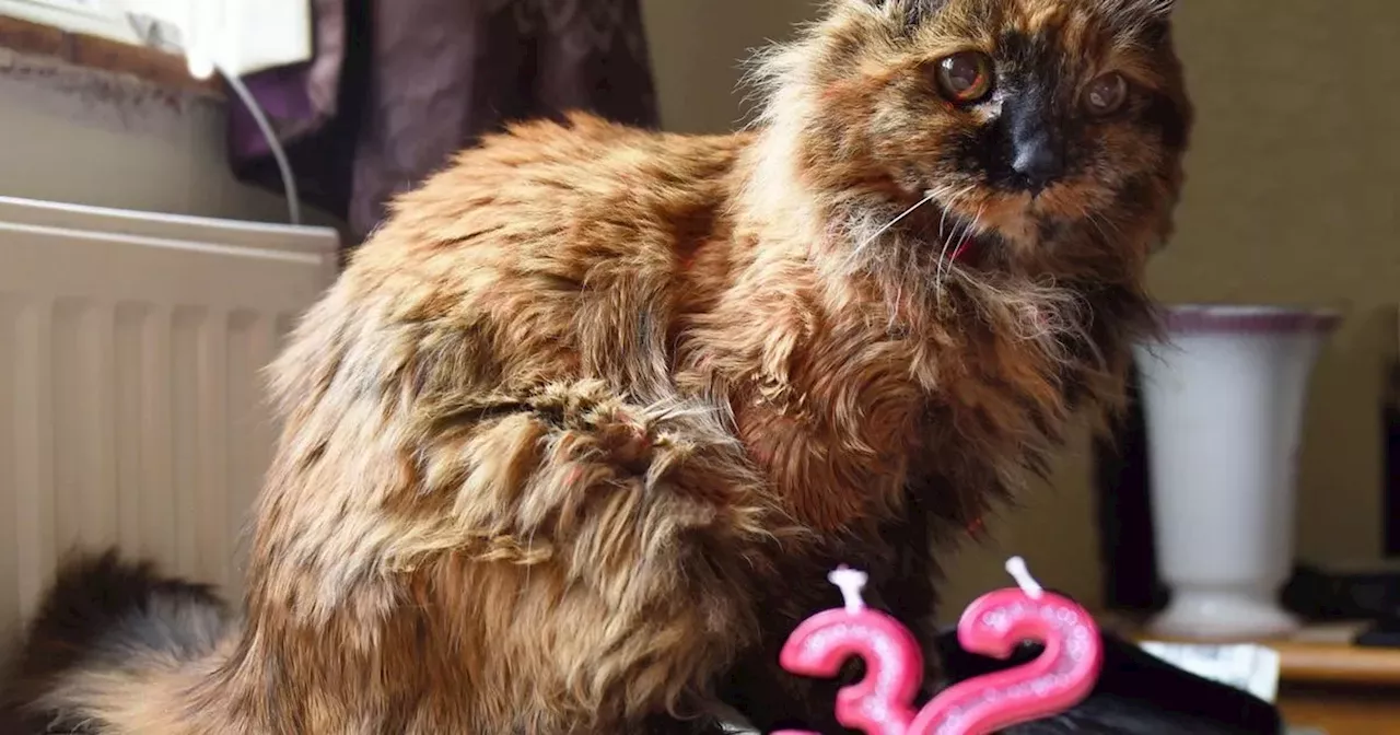 'World's oldest cat' dies at the age of 33 as heartbroken owner pays tribute