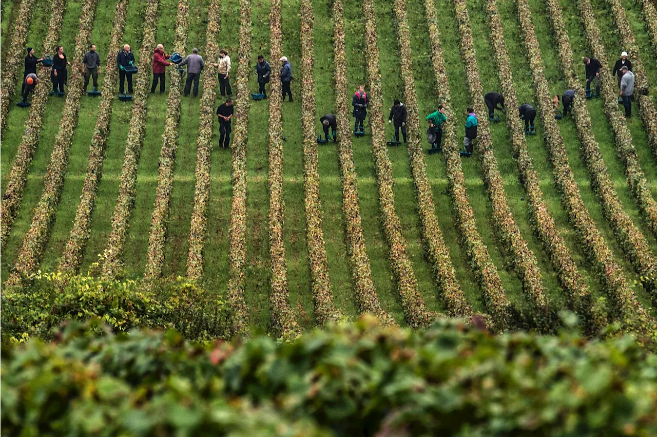 Vendanges : à Beaune en Bourgogne, une première journée de cueillette difficile