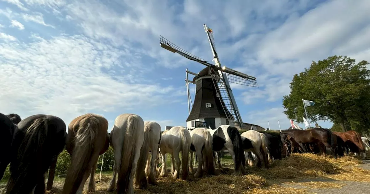 De week van Drenthe: Tanks keren terug in Havelte en handjeklap op Roldermarkt