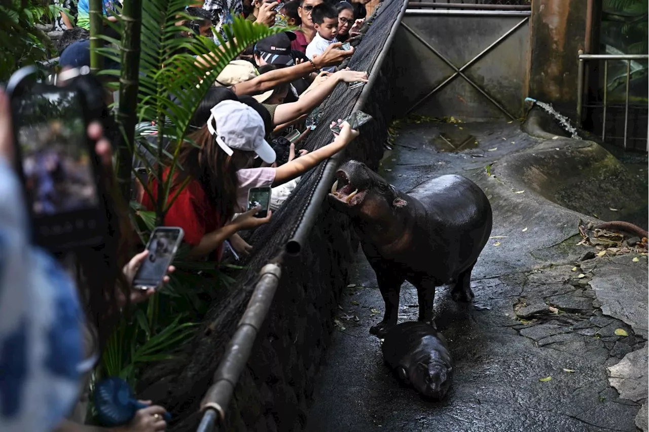 Endangered pygmy hippo goes viral from Thai zoo