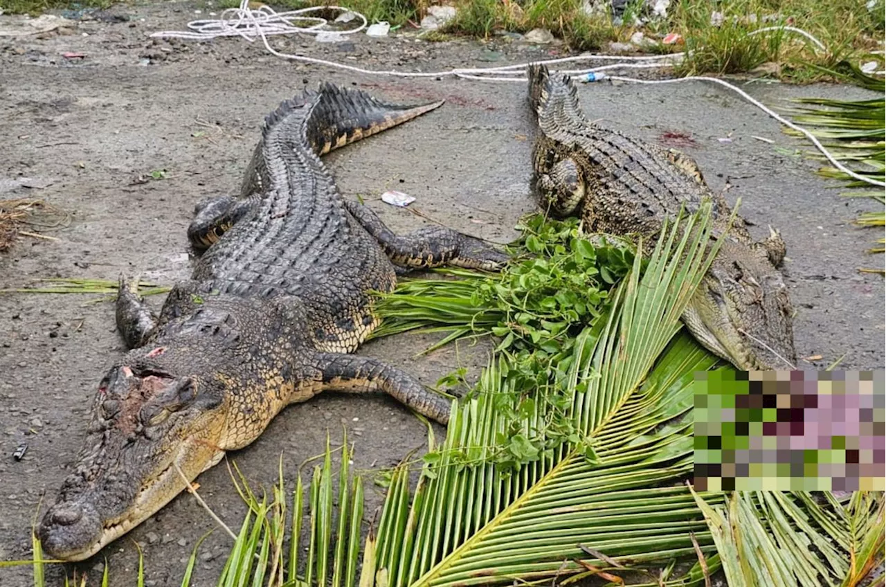 Two crocs captured in Kota Marudu, no sign of missing man