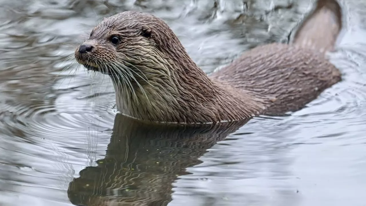 Fischfang und Tierschutz: Fischotter beschäftigt Teichwirte, Flussfischer und Jäger