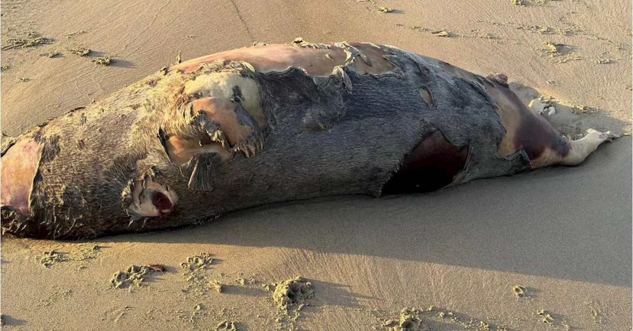 Macabre découverte pour des promeneurs près du Pier de Blankenberge : « On va essayer de déterminer la cause