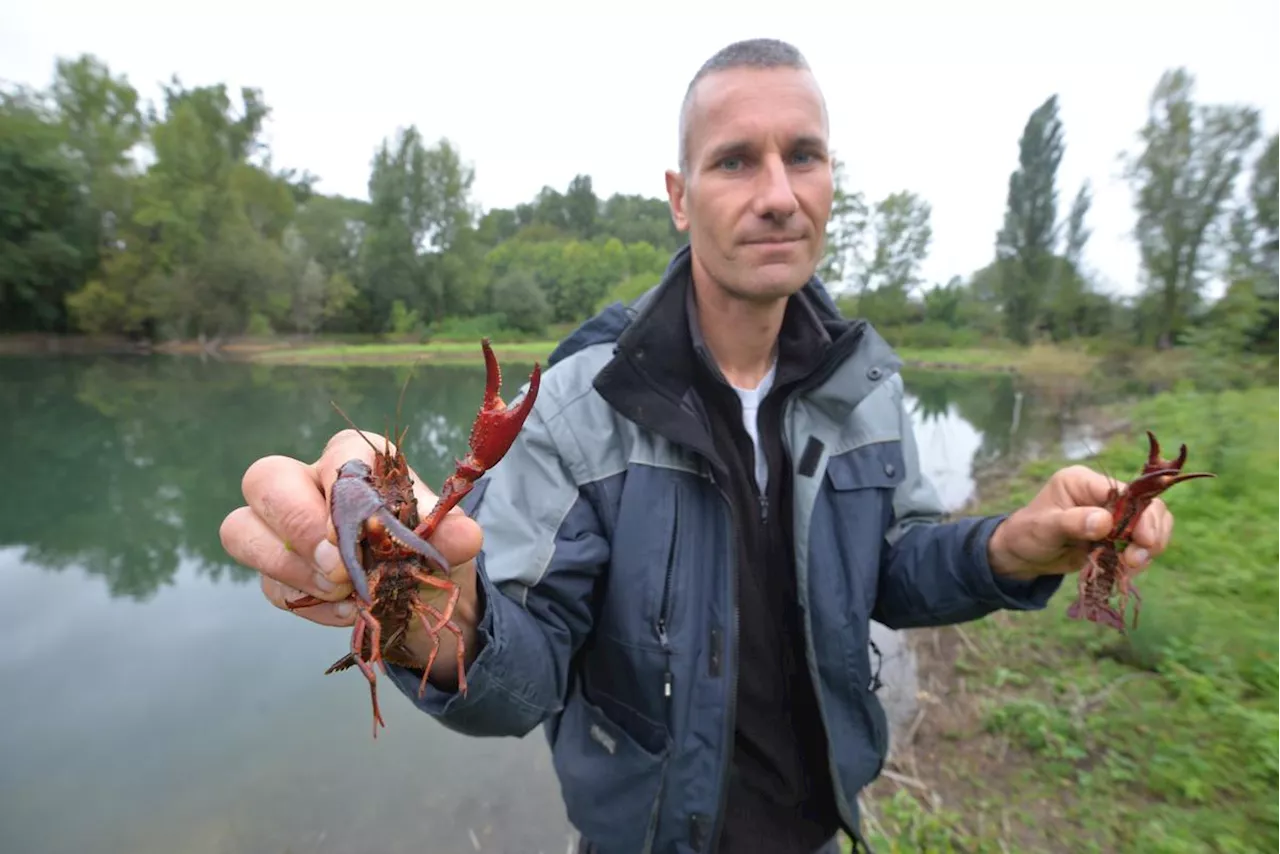 À Bergerac, l’écrevisse de Louisiane envahit le parc de Pombonne