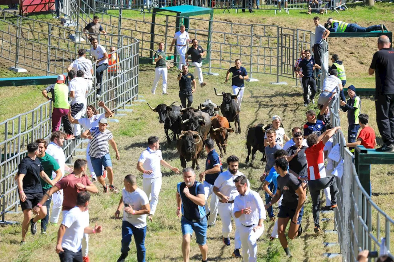 Retour de l’encierro à Bayonne : quand huit vaches déboulent aux pieds des remparts